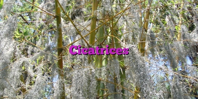 Cicatrices