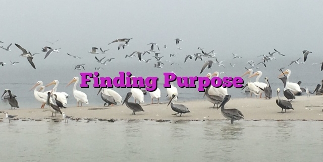 Finding Purpose