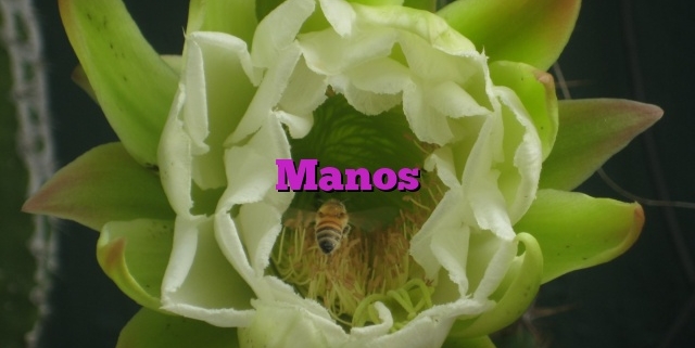 Manos