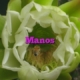 Manos