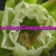 Loving Compassion