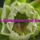 An Abundance of Love