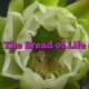 The Bread of Life