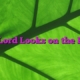 The Lord Looks on the Heart