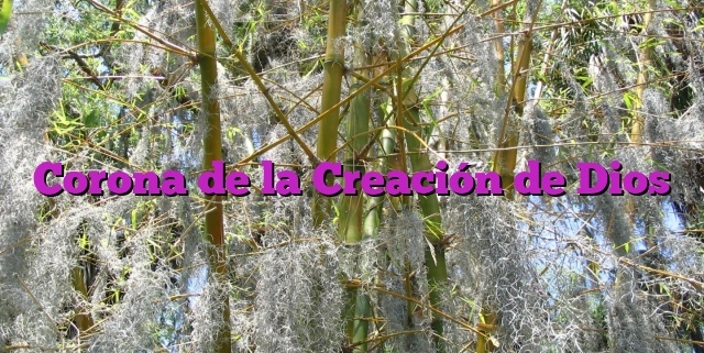 Corona de la Creación de Dios