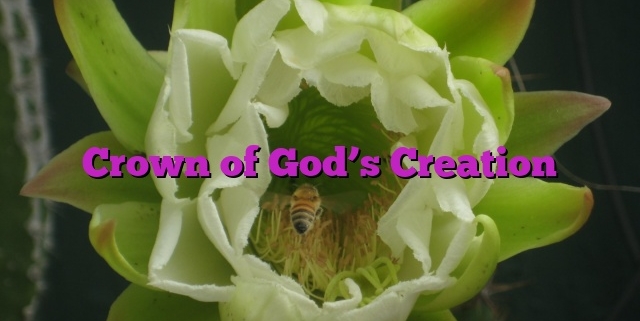 Crown of God’s Creation