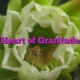 Heart of Gratitude