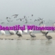 Beautiful Witnesses