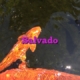 Salvado