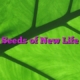 Seeds of New Life