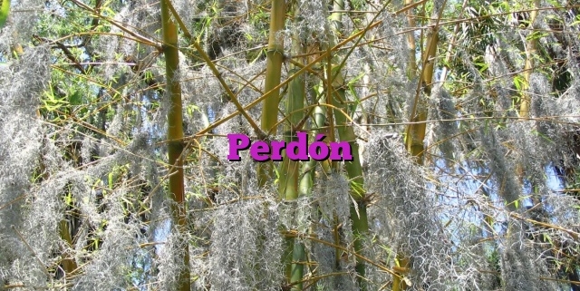 Perdón