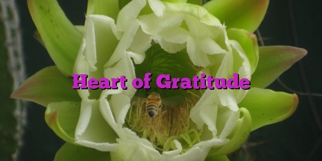 Heart of Gratitude