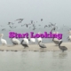 Start Looking