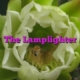 The Lamplighter