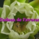 Cadena de Favores