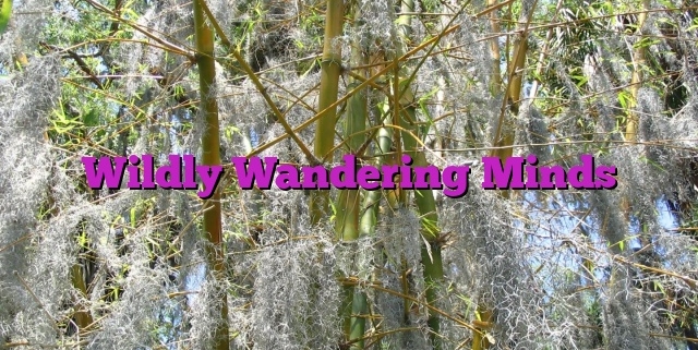 Wildly Wandering Minds