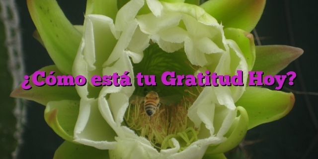 ¿Cómo está tu Gratitud Hoy?