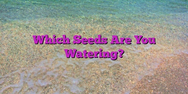 Which Seeds Are You Watering?