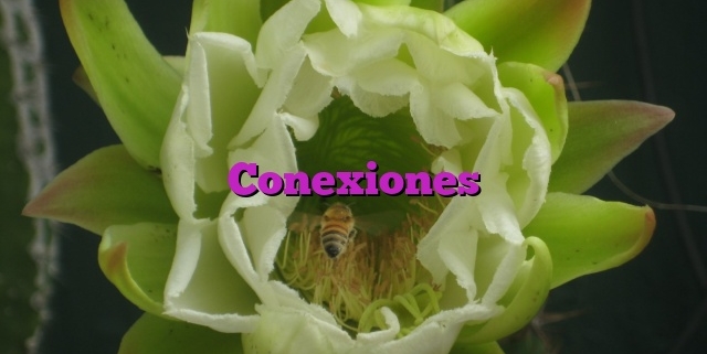 Conexiones