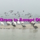 The Grace to Accept Others