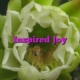 Inspired Joy