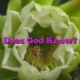 Does God Know?