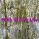 Birth of New Life