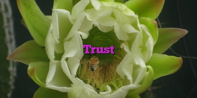 Trust