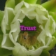 Trust