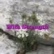 With Strength