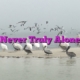 Never Truly Alone