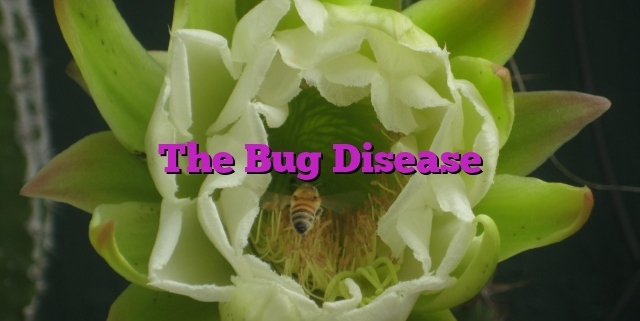 The Bug Disease