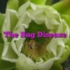 The Bug Disease