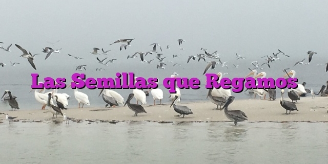 Las Semillas que Regamos