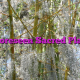 Unforeseen Sacred Places