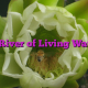 A River of Living Water