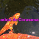 Cambio de Corazonada