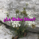¿Lo Sabe Dios?