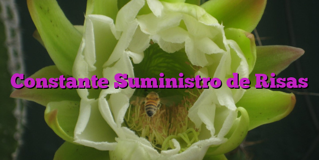 Constante Suministro de Risas