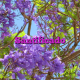 Santificado
