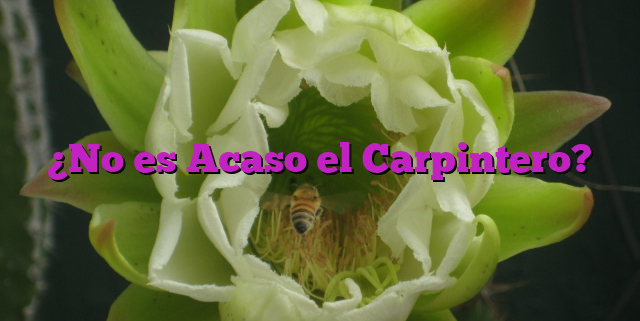 ¿No es Acaso el Carpintero?