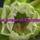 ¿No es Acaso el Carpintero?