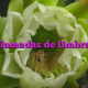 Llamadas de Umbral