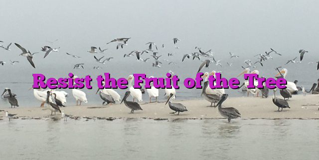 Resist the Fruit of the Tree