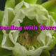 Dealing with Worry
