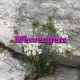 Messengers
