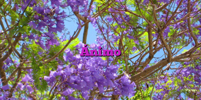 Ánimo Ánimo