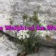 The Weight of the World The Weight of the World