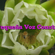 La Pequeña Voz Constante
