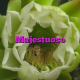 Majestuoso
